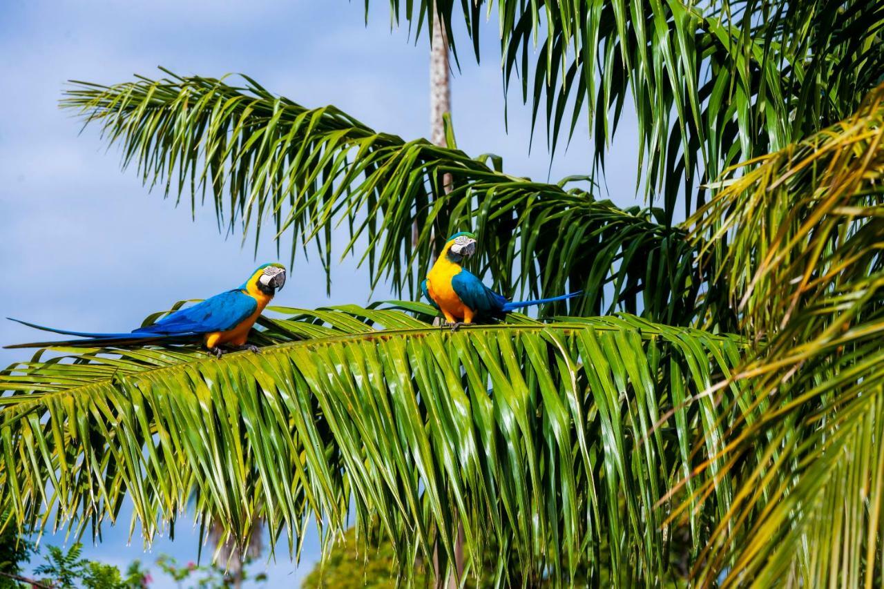 Poconé Pousada Piuval المظهر الخارجي الصورة
