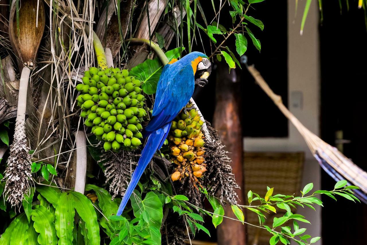Poconé Pousada Piuval المظهر الخارجي الصورة